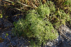 Eupatorium compositifolium