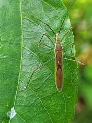 Leptocorisa