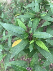 Prostanthera lasianthos