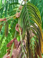 Albizia chinensis