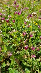 Trifolium depauperatum