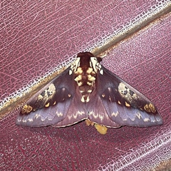 Citheronia phoronea
