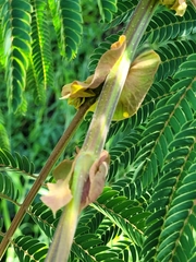 Albizia chinensis
