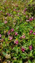 Trifolium depauperatum