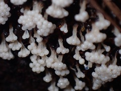 Oligonema verrucosum
