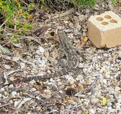 Pogona barbata