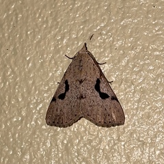 Herminodes concatenalis