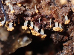 Oligonema verrucosum
