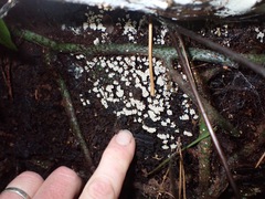 Oligonema verrucosum