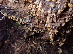 Oligonema verrucosum