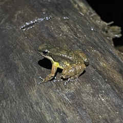 Mannophryne trinitatis