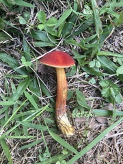 Boletus subfraternus