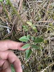 Sceptridium biternatum