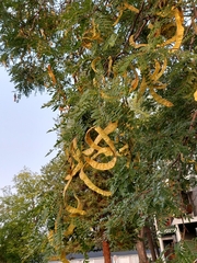 Gleditsia triacanthos