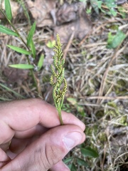 Sceptridium biternatum