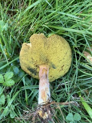 Boletus subfraternus