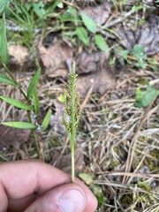 Sceptridium biternatum