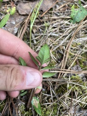 Sceptridium biternatum