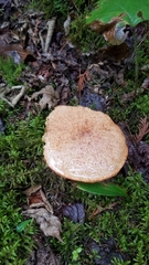 Suillus
