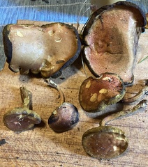 Boletus subfraternus