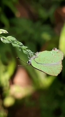 Cyanophrys herodotus