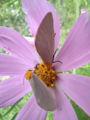 Chrysoecia thoracica