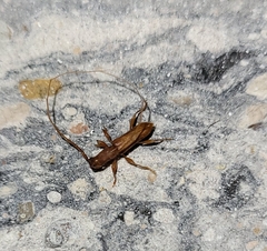 Hypexilis pallida