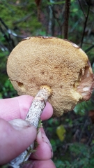 Suillus