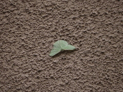 Dichorda illustraria