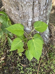 Ficus rumphii