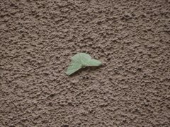 Dichorda illustraria