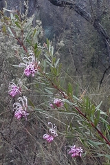 Grevillea sericea