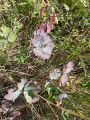 Aquilegia canadensis