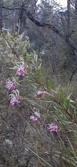 Grevillea sericea
