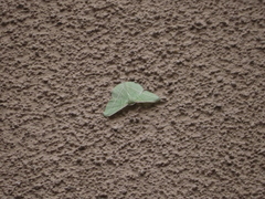 Dichorda illustraria