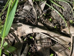 Liris subtessellatus