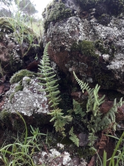Myriopteris myriophylla