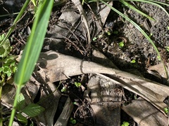 Liris subtessellatus