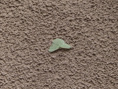 Dichorda illustraria