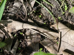 Liris subtessellatus