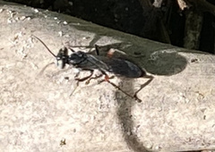 Liris subtessellatus