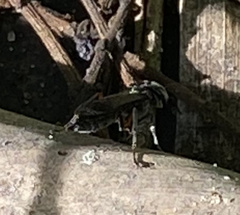 Liris subtessellatus