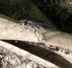 Liris subtessellatus