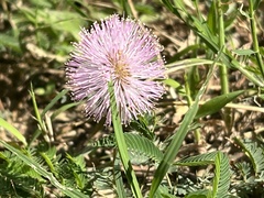 Mimosa strigillosa