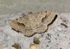 Frederickia s-signata