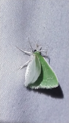 Synchlora frondaria