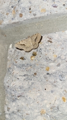 Frederickia s-signata