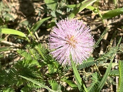 Mimosa strigillosa
