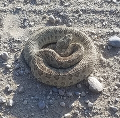 Crotalus viridis