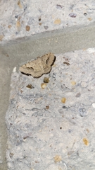 Frederickia s-signata